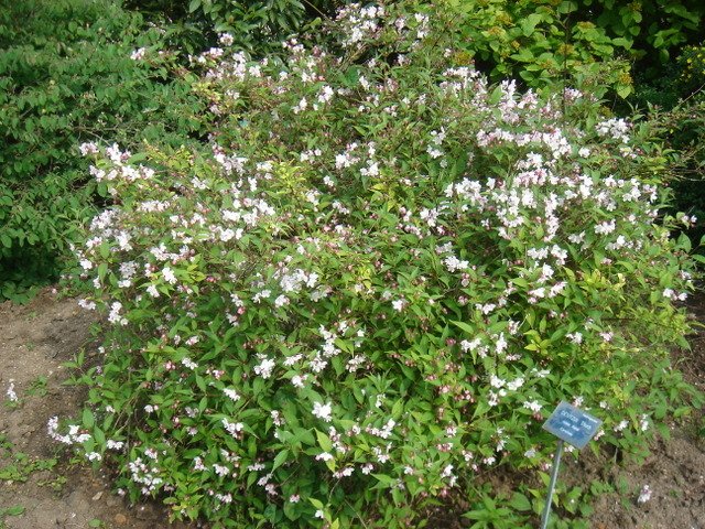 Deutzia x rosea 'Carminea' P2A (2)